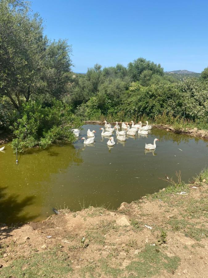 Locanda Murales - Turismo Rurale Olbia Dış mekan fotoğraf